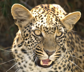 Sub-adult cub of Legadema, world's most famous leopard, in Mombo, Botswana. Picture copyright Linda Vergnani
